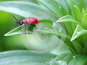Red Bug photo