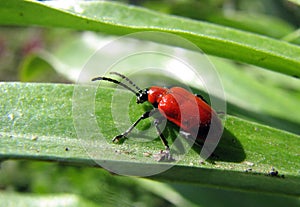 Red bug