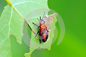 Red bug