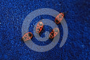 Red bug with black dots firebug Pyrrhocoris apterus on blue background