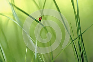 Red bug on a blade of grass 1