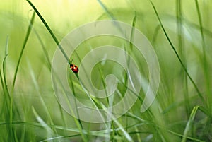 Red bug on a blade of grass 2