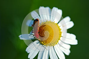 Red bug on chamomile flower