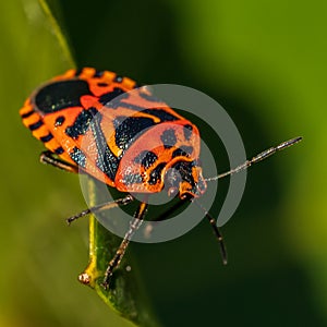 Red bug crawling on the leaf