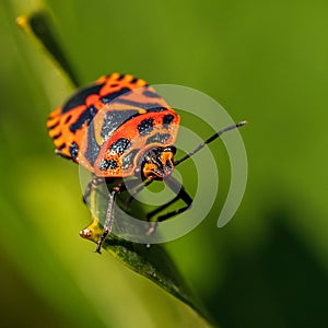 Red bug crawling on the leaf