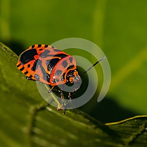 Red bug crawling on the leaf