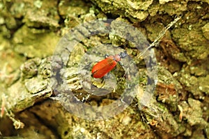 Red bug crawling over the tree bark at the start of summer