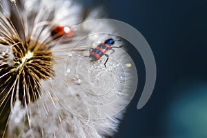 Red bug on the dandelion