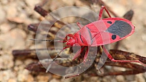 Red bug fire bug insect macro close up detail