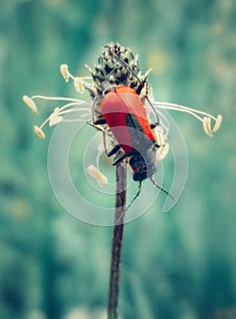 Red bug on flower
