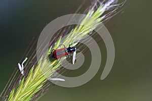 Red bug on green grass