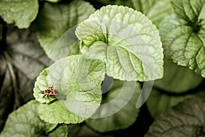 Red bug on green leaf defocused background, hight resolution photo