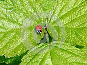 Red bug on green leaf, Lithuania
