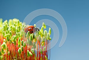 Red bug on green moss