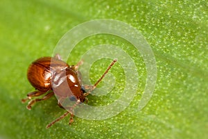 A red bug on the leaf