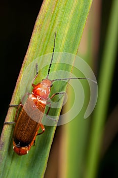 A red bug on the leaf