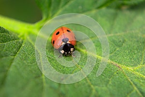 Red bug on a leaf of a plant macro filming