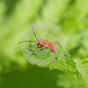 red bug with long antennae on green leaf