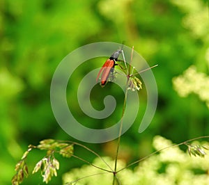 Red bug on plant , Lithuania