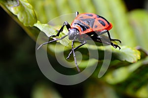 Red bug Pyrrhocoridae photo