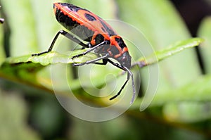 Red bug Pyrrhocoridae photo