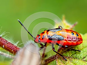 Red Bug Pyrrhocoridae