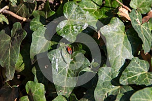 Red bug, Pyrrhocoridae photo