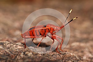 Red Bug,  Pyrrhocoridae , Hyderabad, Telangana, India photo