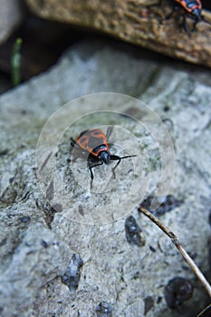 Red bug on the rock