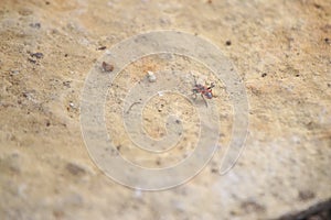 Red bug on a rock