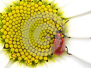 Red bug on small sun