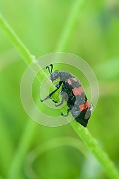 Red Bug or Trichodes apiarius