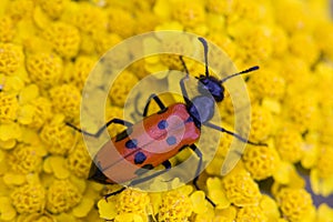 Red bug on yellow flower