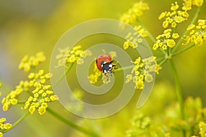 Red bug on yellow flowers
