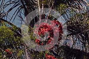 Red buganvilla and palm photo