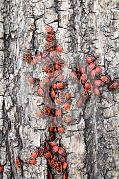 Red bugs