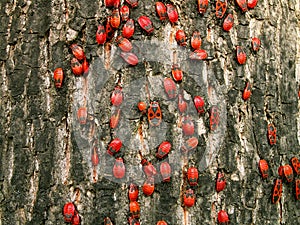 Red bugs