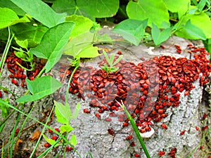 Red bugs