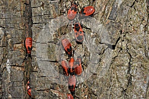 Red bugs