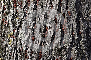 Red bugs bask in the sun on tree bark. Autumn warm-soldiers for beetles