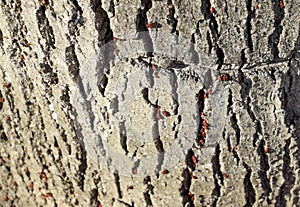 Red bugs bask in the sun on tree bark. Autumn warm-soldiers for beetles