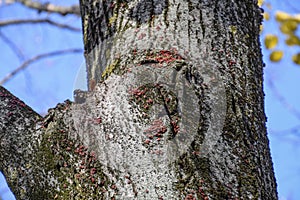 Red bugs bask in the sun on tree bark. Autumn warm-soldiers for beetles