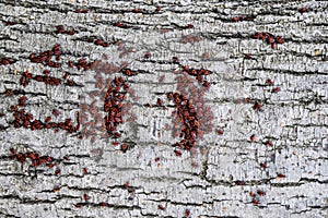 Red bugs bask in the sun on tree bark. Autumn warm-soldiers for beetles