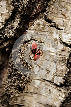 red bugs on birch bark