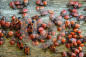 Red bugs colony located on the wooden fence during summer day