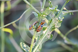 Red bugs copulating in a weed