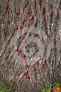 Red bugs crawl on the bark of a tree.
