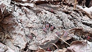 Red bugs in foliage in spring. Insects