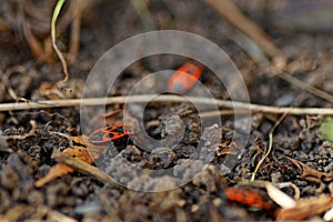 Red bugs in the garden in spring