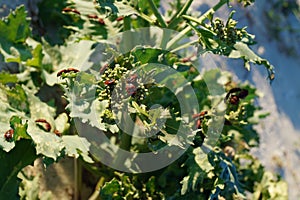 Red bugs on green leaves